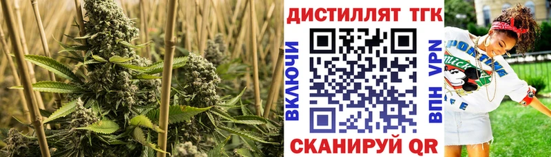 shop Telegram где найти Большой Камень Дистиллят ТГК концентрат